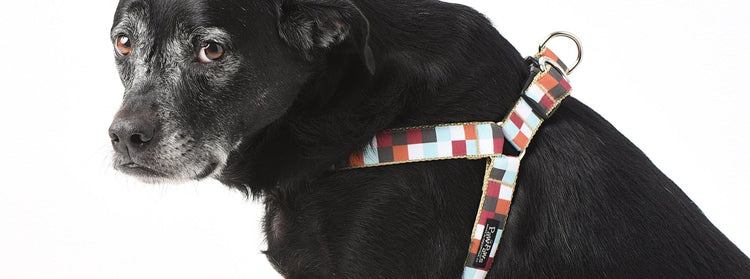 Harnesses