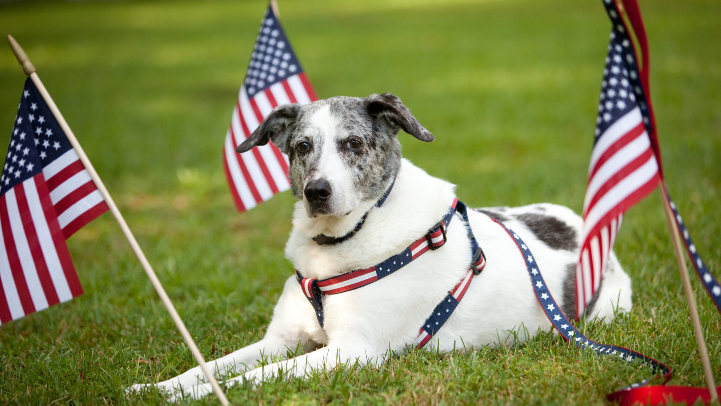 Americana Park Dog Harness - Americana Flag