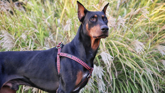 Fireside Dog Harness - Cocoa Red